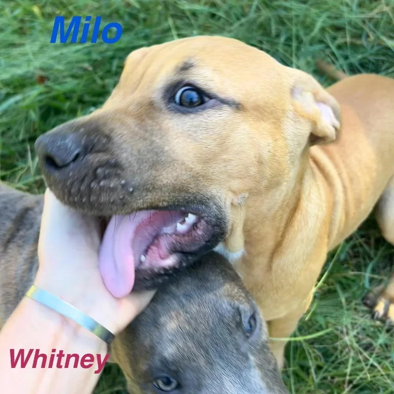Milo thumbnail 2