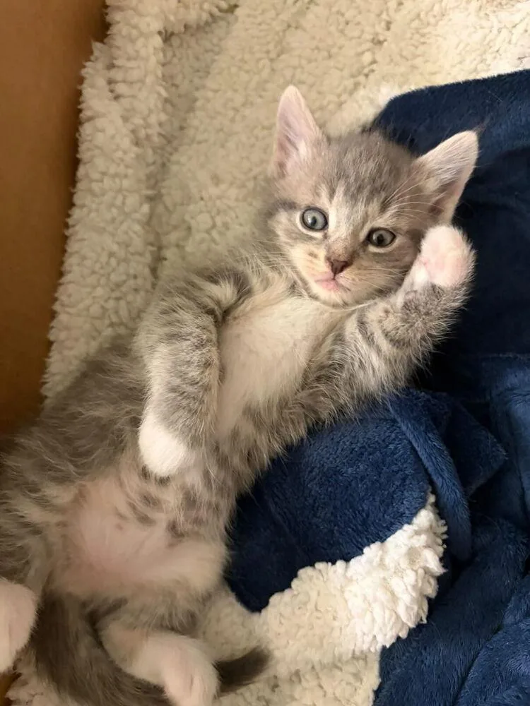 A baby small-sized female Domestic Short Hair cat named Alya for adoption in Ferndale, MI