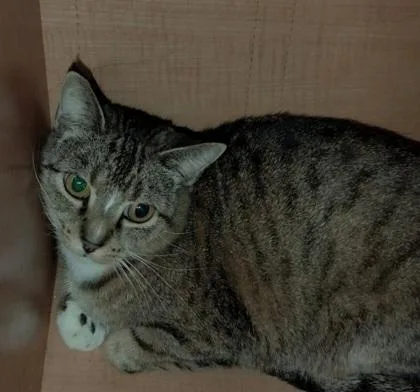 An adult medium-sized female Tabby (Brown / Chocolate) Domestic Short Hair cat named Texas for adoption in Warr Acres, OK