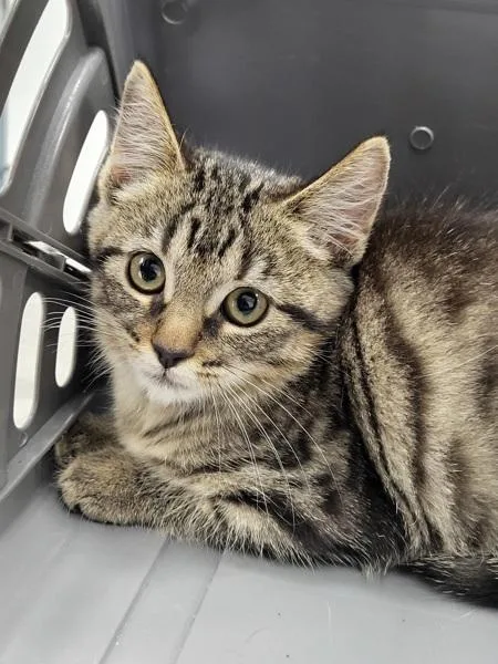 A baby small-sized male Domestic Short Hair cat named Nfc Spinach for adoption in Lawrenceville, GA