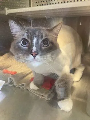 An adult medium-sized male Himalayan cat named Binky for adoption in Kansas City, MO