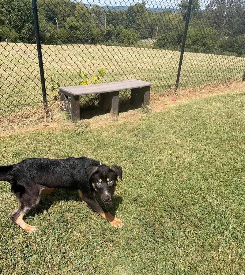 A baby small-sized male Mixed Breed dog named Pup for adoption in Gallatin, TN