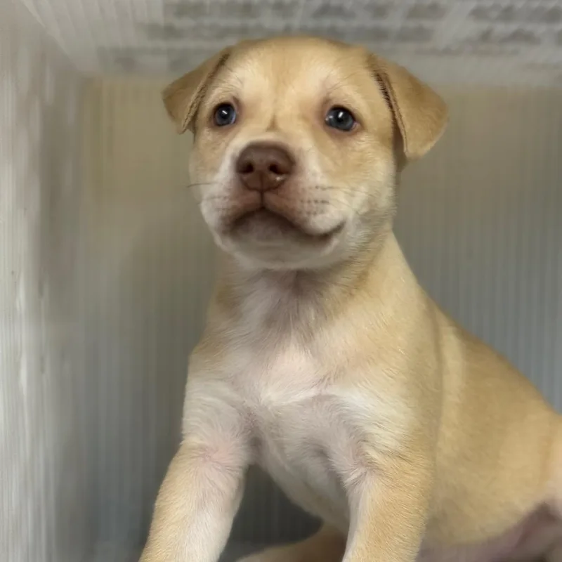 A baby small-sized male White / Cream Mixed Breed dog named Garvin for adoption in Pauls Valley, OK
