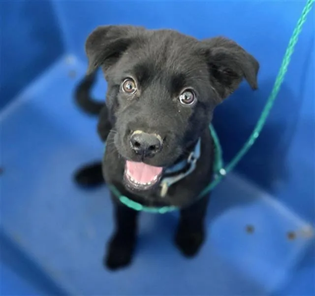 A baby large-sized male Mixed Breed dog named Bear for adoption in Dallas, TX