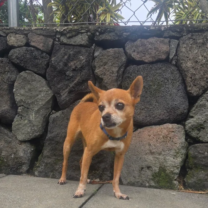 A senior small-sized male Yellow / Tan / Blond / Fawn Chihuahua dog named Bug for adoption in Keaau, HI