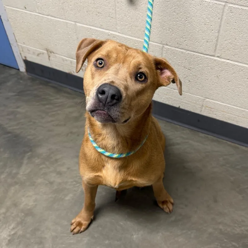 A young medium-sized female Brown / Chocolate Mixed Breed dog named Guinevere for adoption in DeKalb, IL
