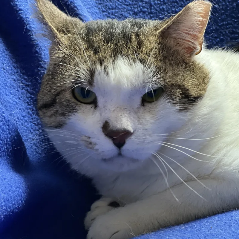 An adult medium-sized male Brown / Chocolate Domestic Short Hair cat named Isaac for adoption in Germansville, PA