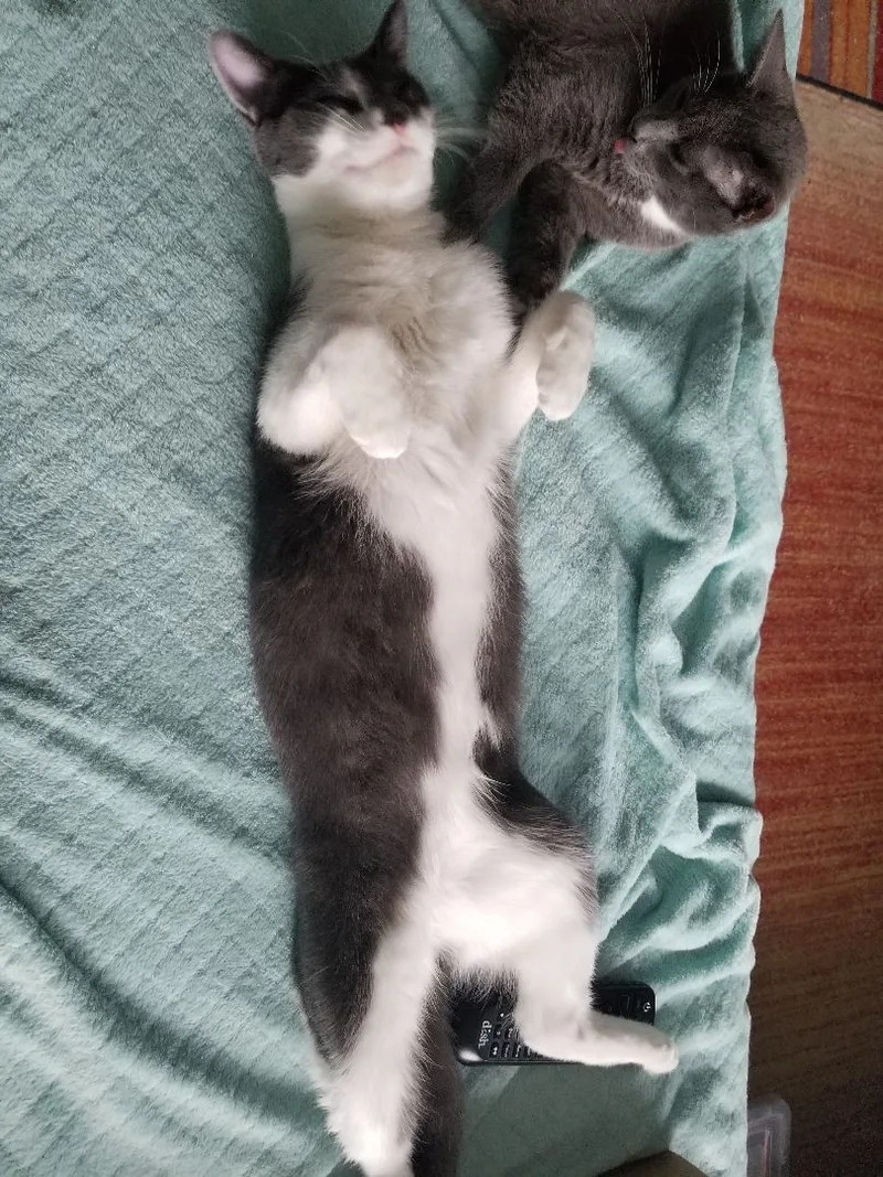 An adult medium-sized male Gray & White Domestic Short Hair cat named Puma for adoption in Baltimore, MD