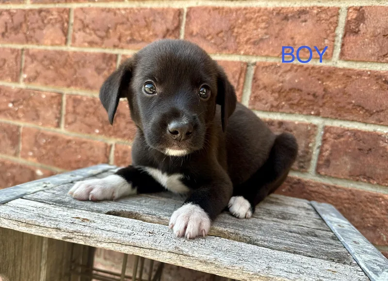A baby medium-sized male Australian Shepherd dog named Mack and his sisters. for adoption in Armada, MI