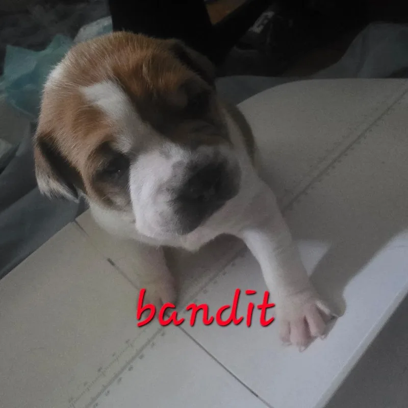 Bandit