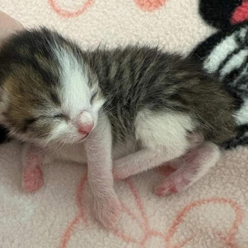 A baby small-sized male Brown / Chocolate Domestic Short Hair cat named Dobby for adoption in Peachtree City, GA