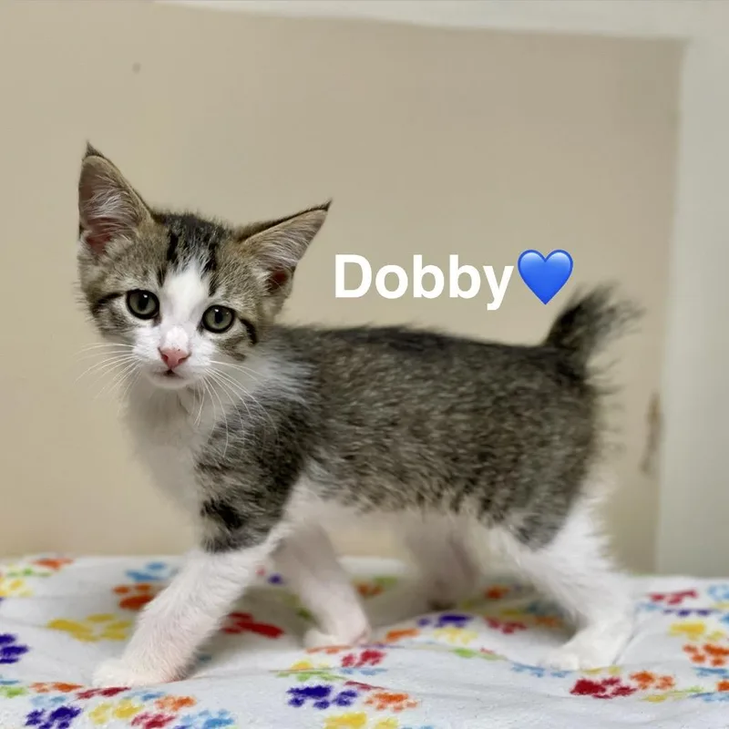 Dobby thumbnail 4