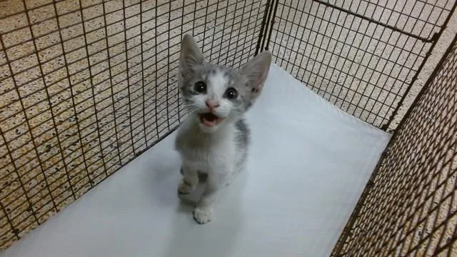 A baby small-sized female Domestic Short Hair cat named Baby for adoption in Miami, FL