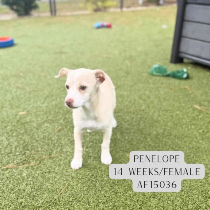Penelope