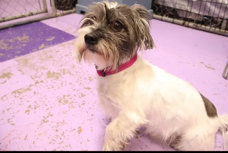 An adult medium-sized male Shih Tzu dog named Robyn $ for adoption in Milwaukee, WI