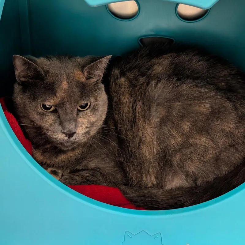 A senior medium-sized female Gray / Blue / Silver Domestic Short Hair cat named Lilbit for adoption in Titusville, FL