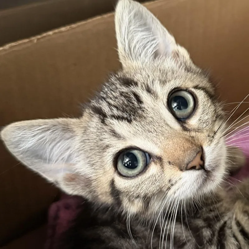 A baby small-sized female Domestic Short Hair cat named Kay Francis for adoption in Los Angeles, CA