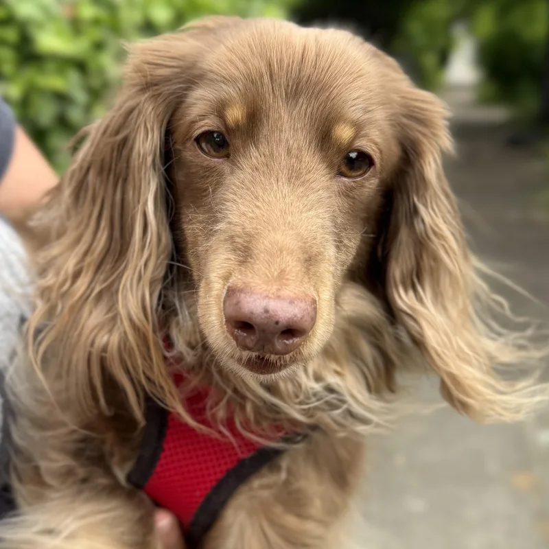 A senior small-sized male Dachshund (Long Haired) dog named Hercules for adoption in Portland, OR