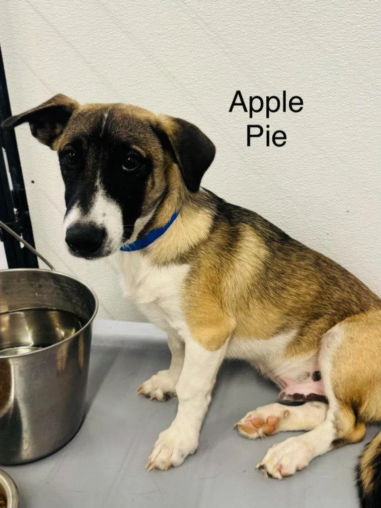 A baby medium-sized male Terrier dog named Wiley for adoption in Saint George, UT