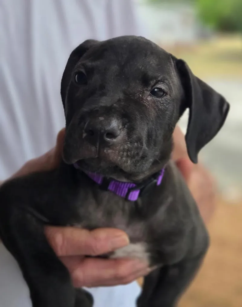 A baby medium-sized female Labrador Retriever dog named Gabrielle for adoption in Hartsville, SC
