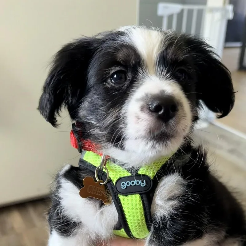 A baby small-sized male Black Australian Shepherd dog named Chepe for adoption in Saint John, IN