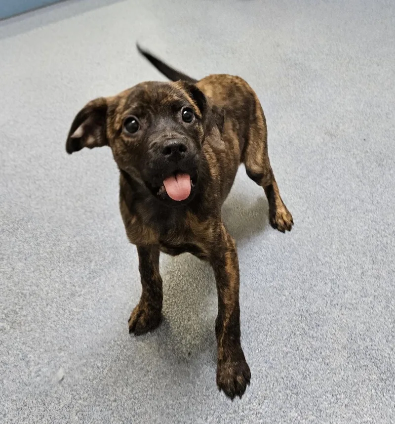 A young small-sized female Pit Bull Terrier dog named Nebula for adoption in Suffolk, VA