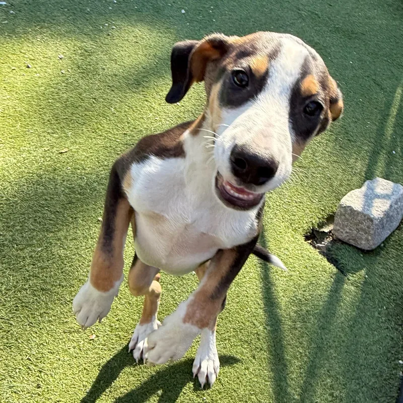 A baby large-sized female Tricolor (Brown, Black, & White) Labrador Retriever dog named Spirit for adoption in Groton, CT