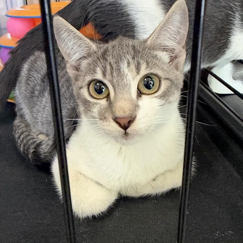 A baby small-sized female Gray / Blue / Silver Domestic Short Hair cat named Pickles for adoption in Long Beach, CA
