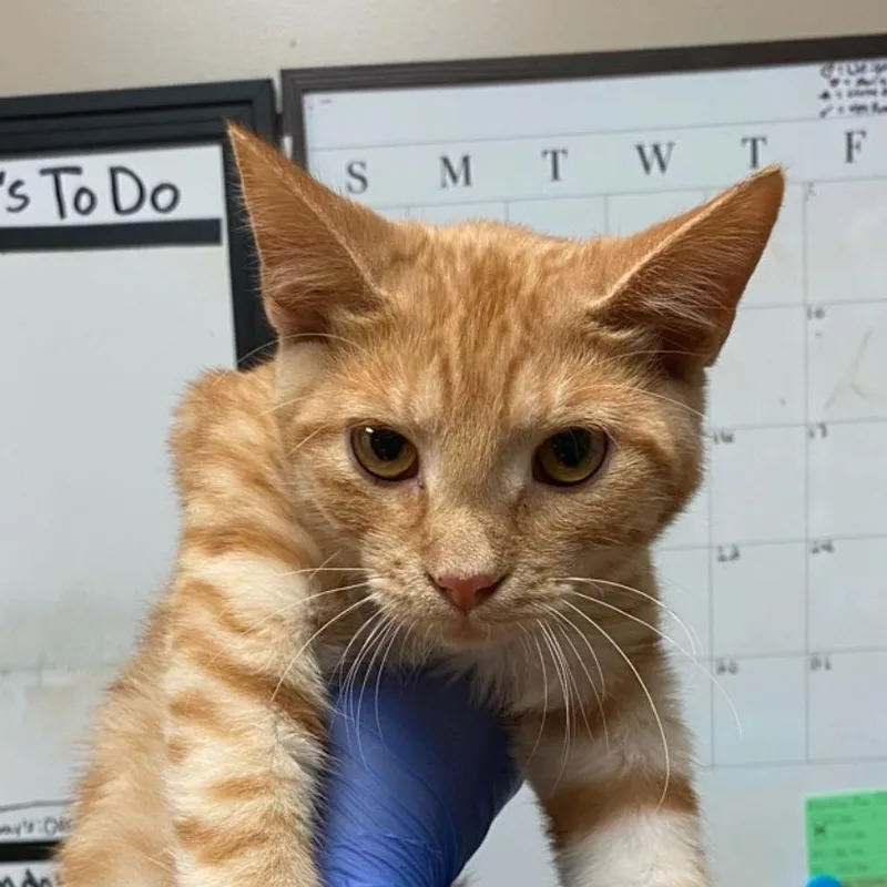 A young medium-sized male Orange / Red Domestic Short Hair cat named Kraft for adoption in Norfolk, NE