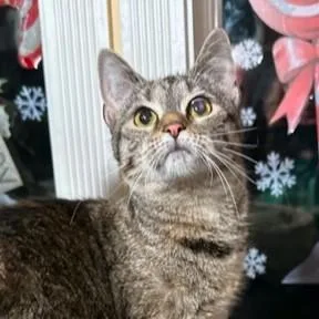 Fantastic Frangelico  Bengal thumbnail 6