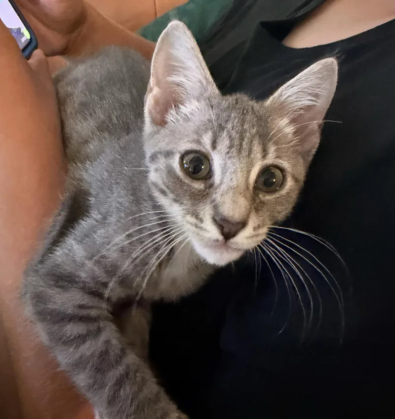 A baby medium-sized male Tabby (Gray / Blue / Silver) Domestic Short Hair cat named Anthony for adoption in Breinigsville, PA
