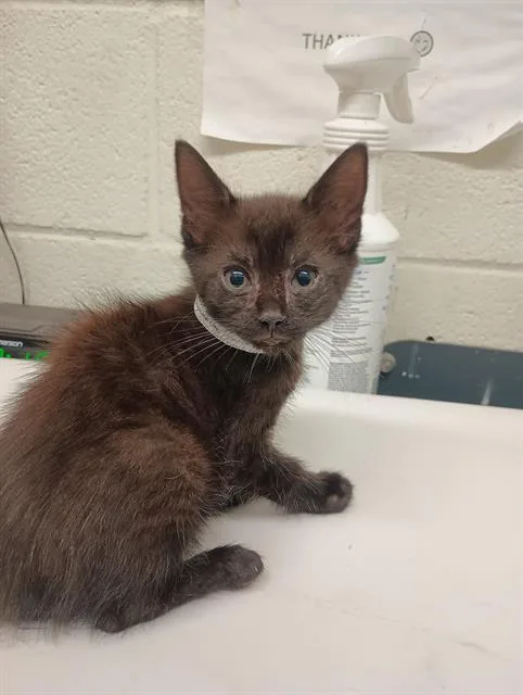 A baby small-sized male Domestic Short Hair cat named Toe for adoption in Chula Vista, CA