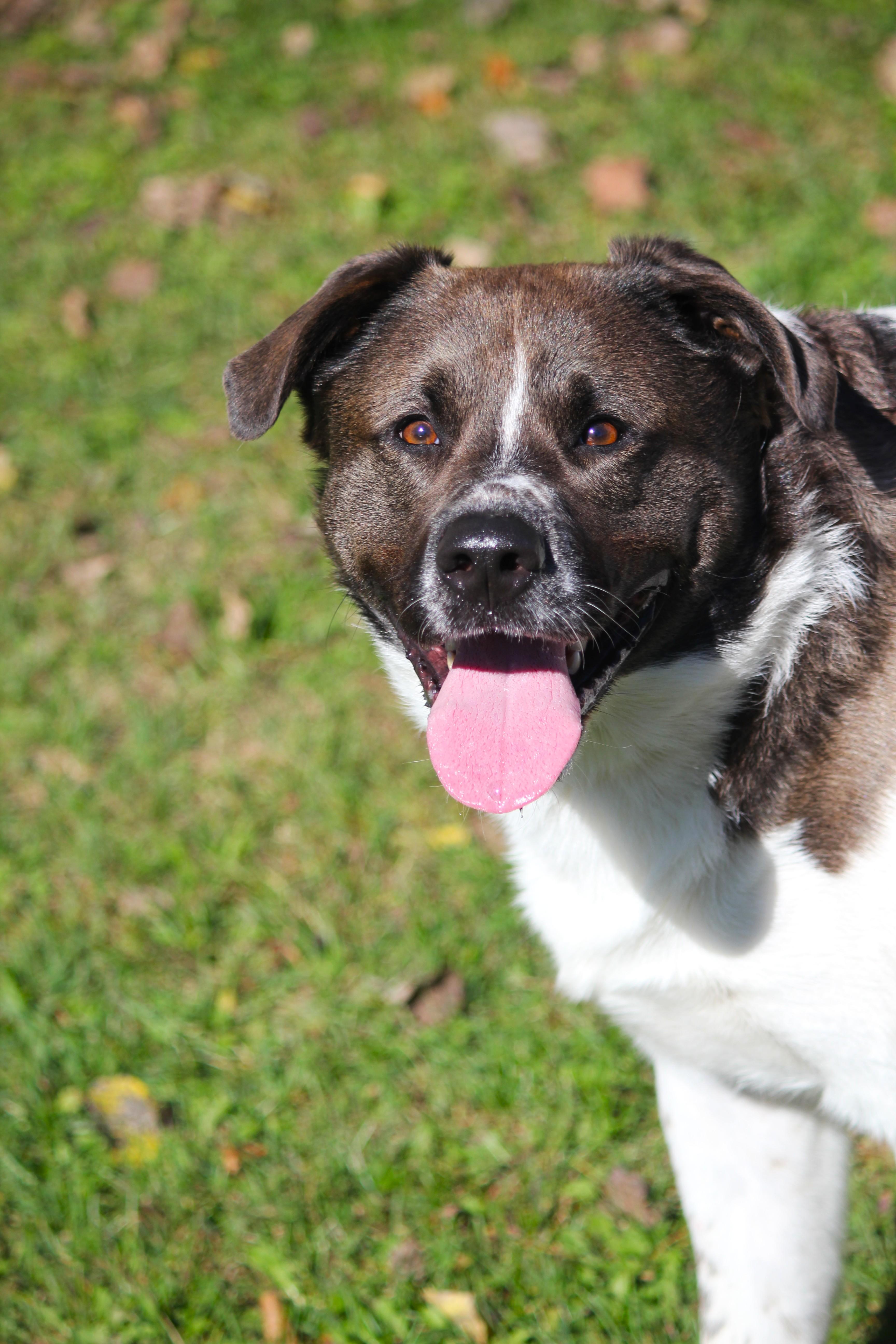 An adult large-sized male Akita dog named Yeti for adoption in Hayward, WI