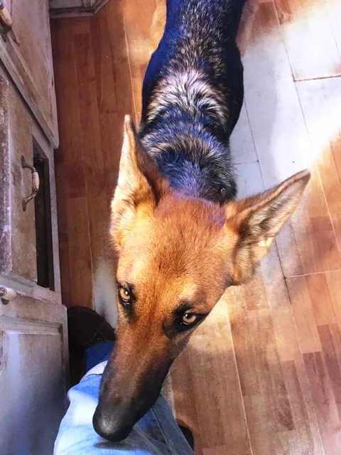 Hazelnut thumbnail 2