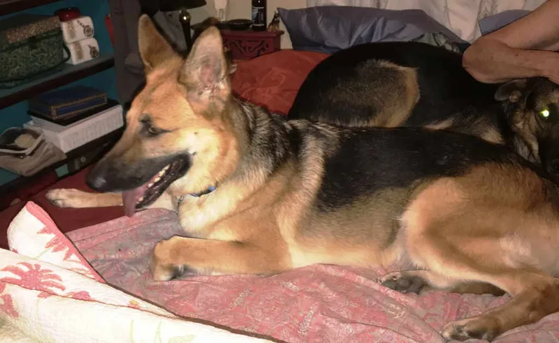 Hazelnut thumbnail 3