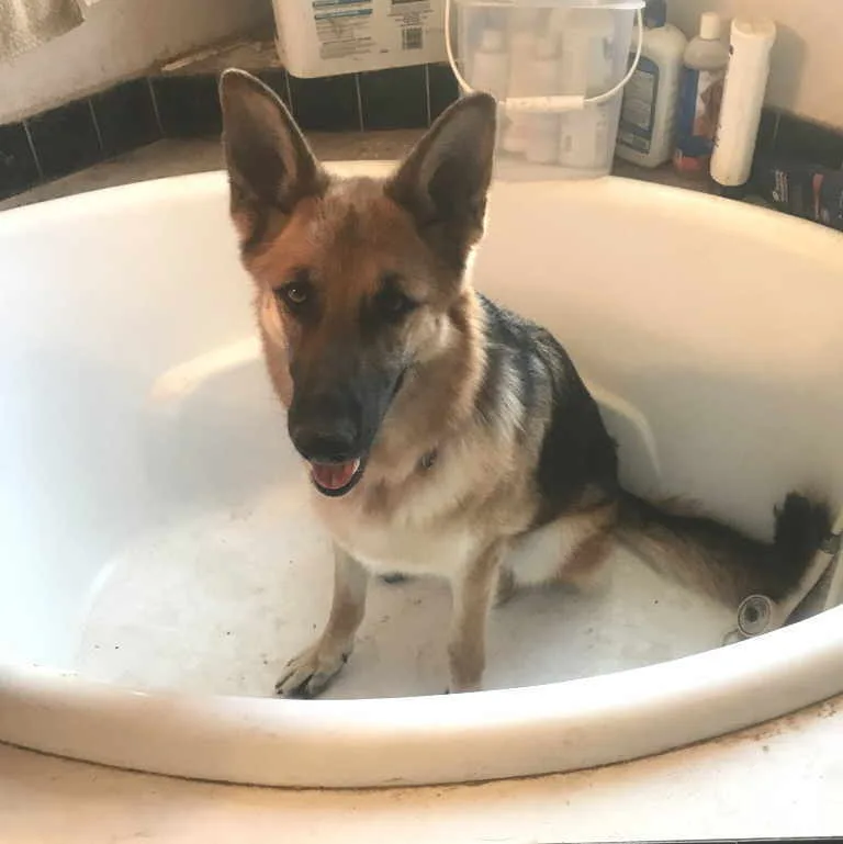 Hazelnut thumbnail 4