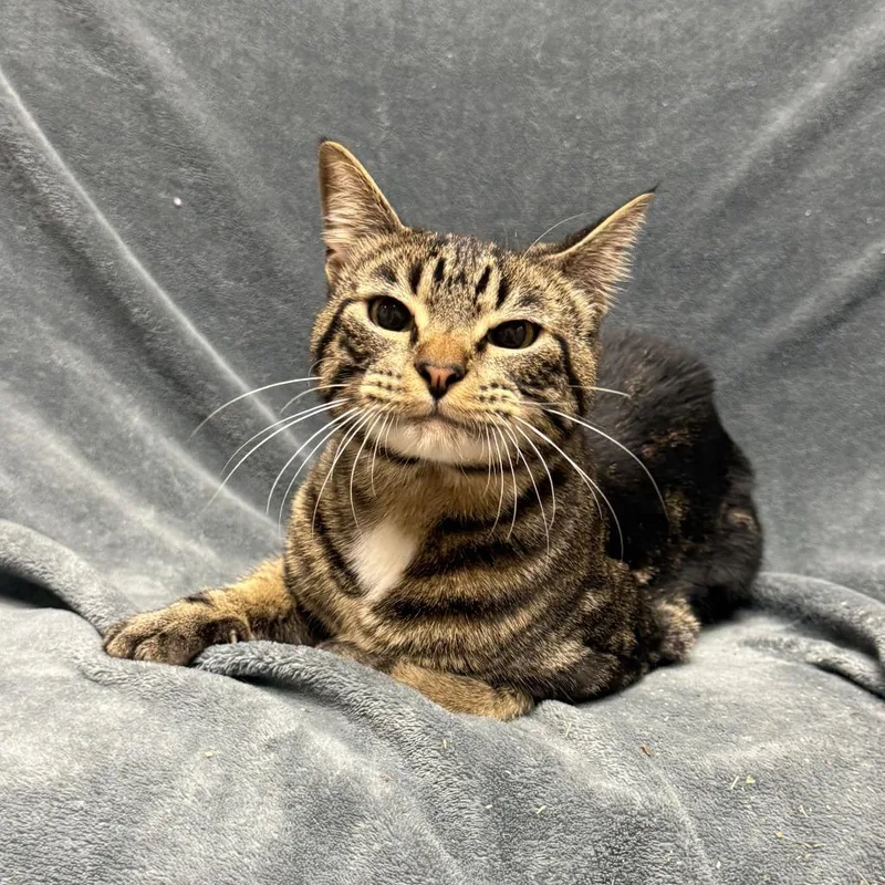 A young medium-sized male Domestic Short Hair cat named Wookie for adoption in Brenham, TX