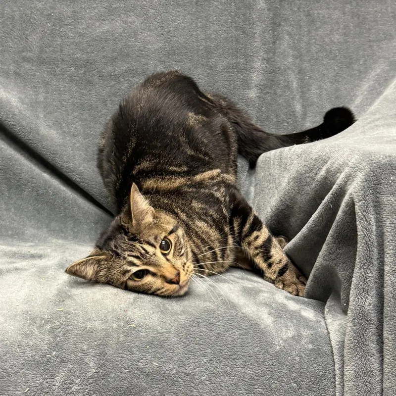 Wookie thumbnail 3