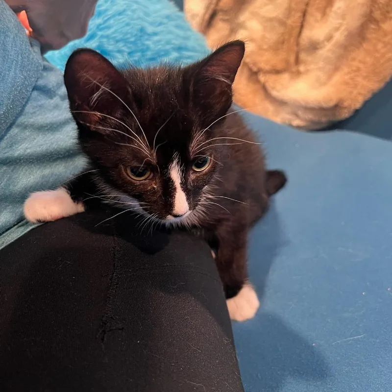 A baby small-sized male Black Domestic Short Hair cat named Mowgli for adoption in Garden Grove, CA