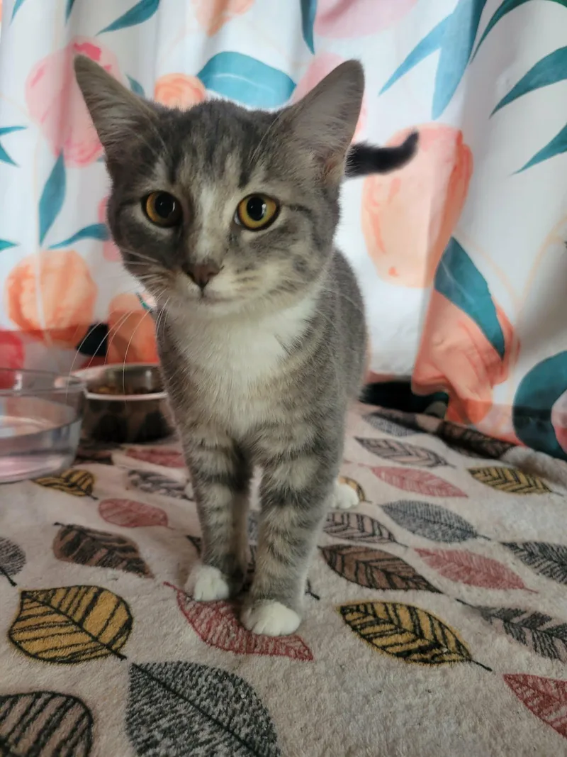 Too Chubz thumbnail 2