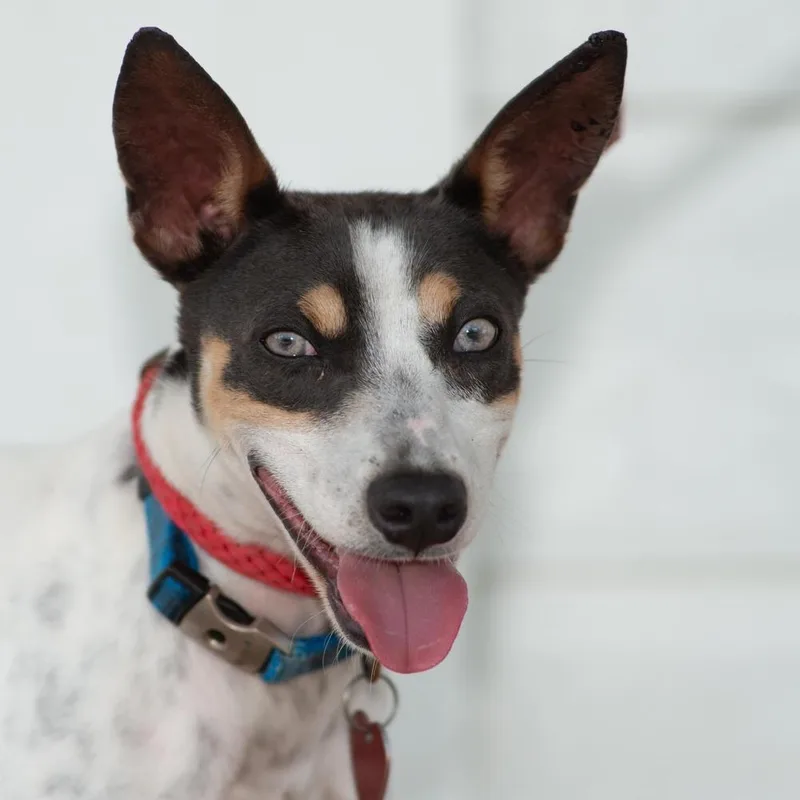 Macaroni thumbnail 2