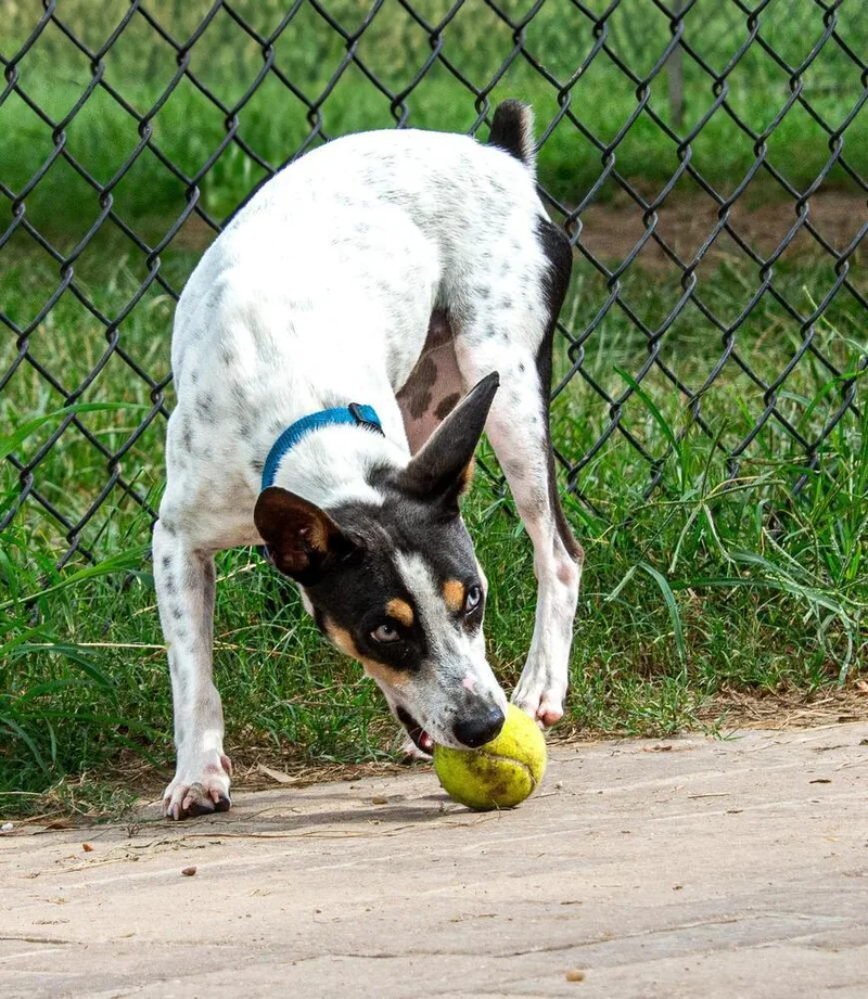 Macaroni thumbnail 3