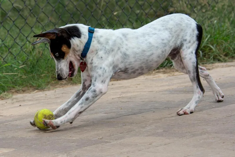 Macaroni thumbnail 4