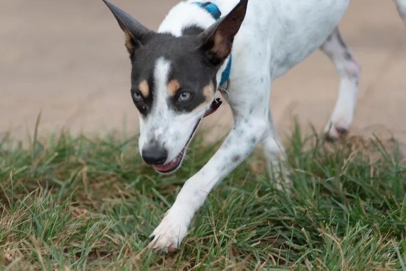 Macaroni thumbnail 5