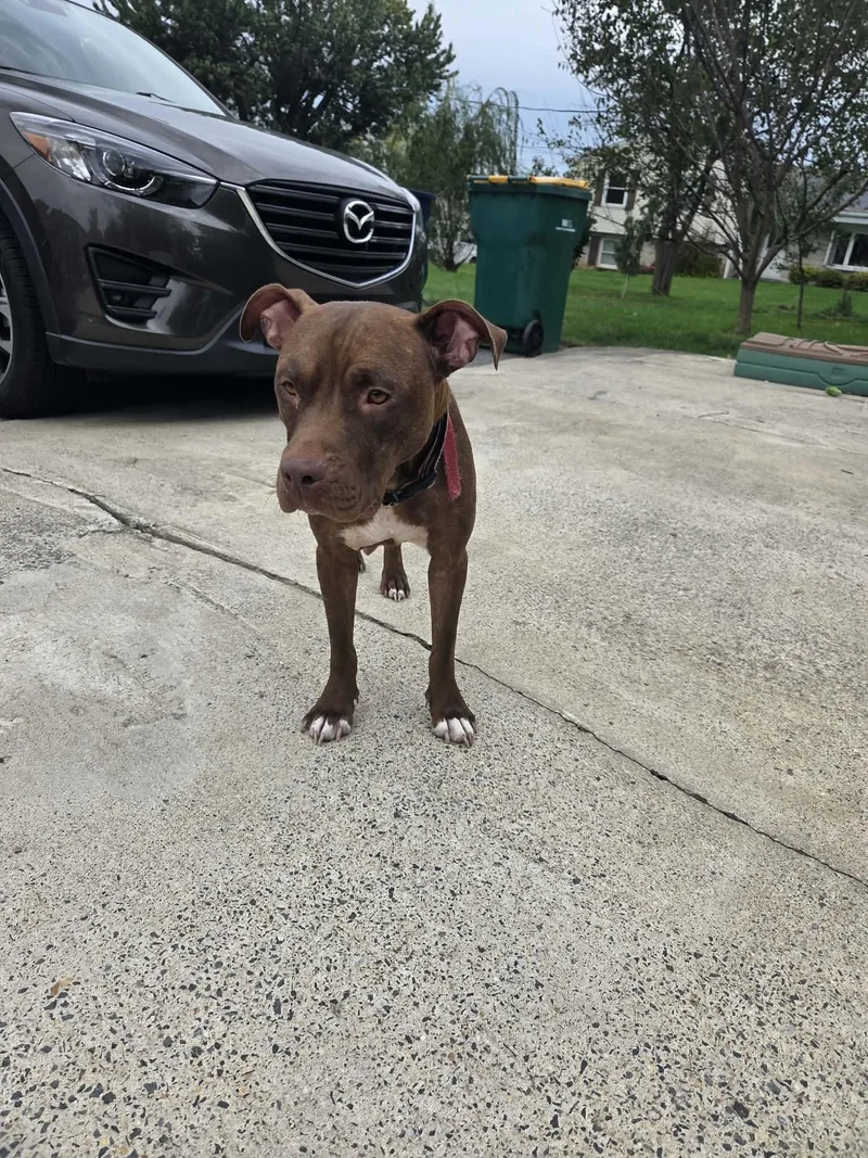 A young medium-sized female Pit Bull Terrier dog named Helen for adoption in Shillington, PA