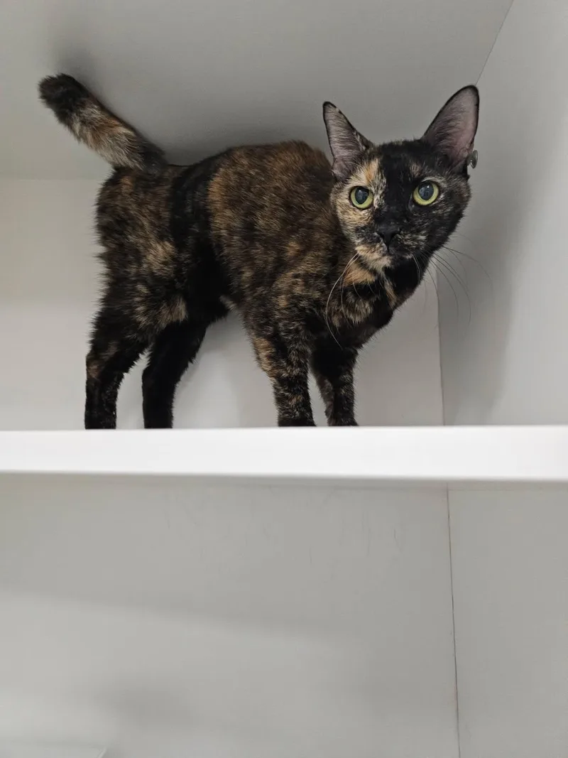 A senior medium-sized female Domestic Short Hair cat named Honey Mustard for adoption in Satellite Beach, FL