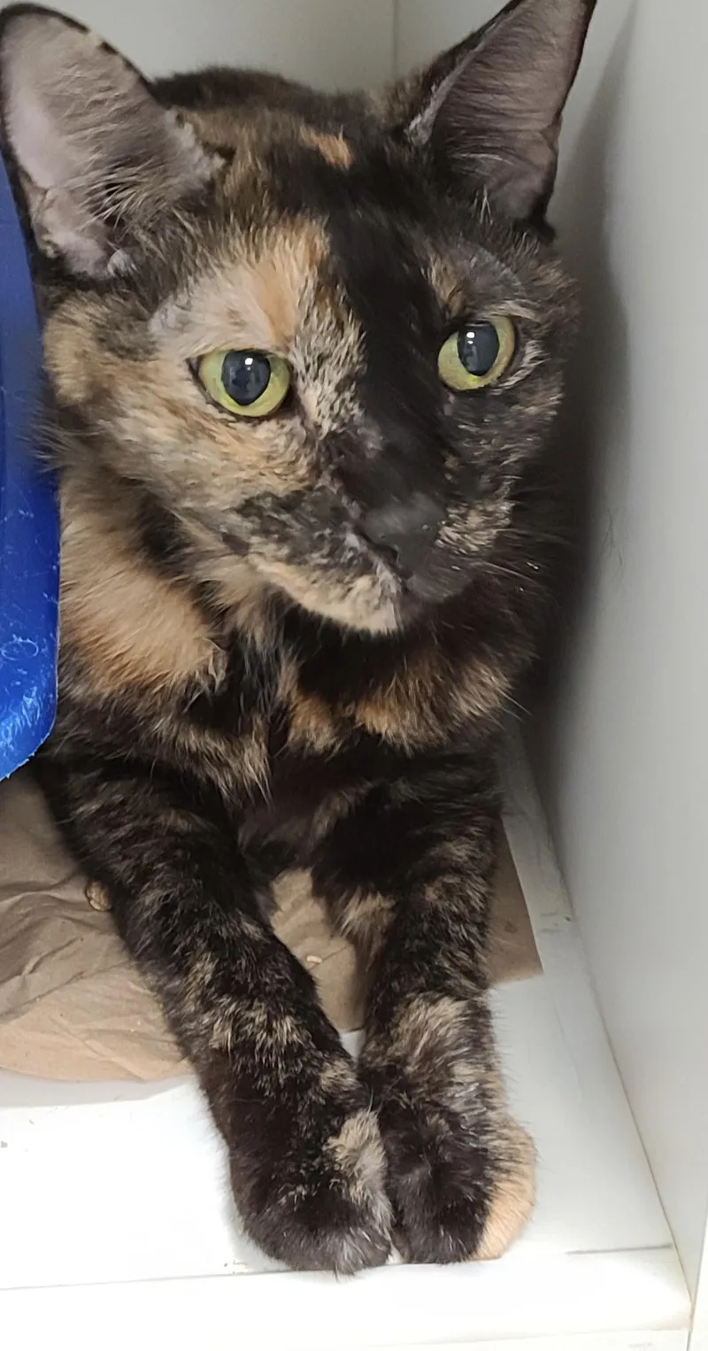 Honey Mustard thumbnail 2