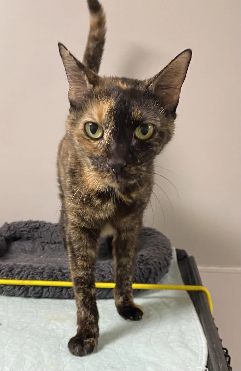 Honey Mustard thumbnail 3