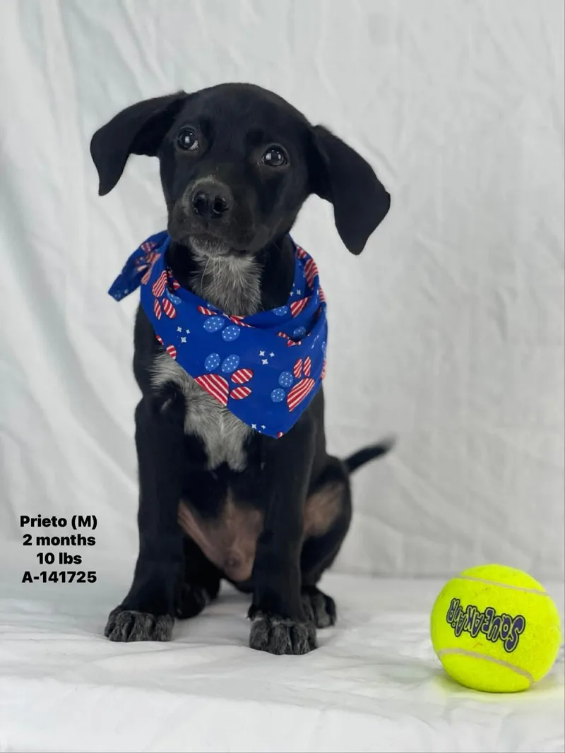 A baby medium-sized male Mixed Breed dog named Prieto for adoption in Holbrook, NY