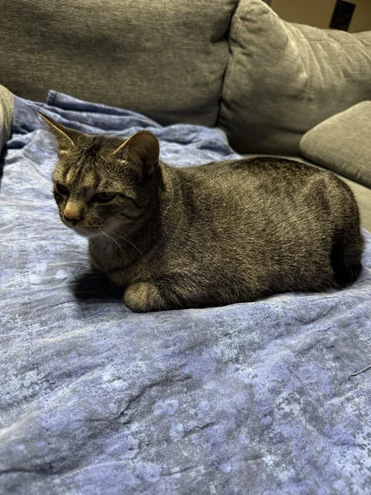 An adult medium-sized female Gray / Blue / Silver Domestic Short Hair cat named Gucci for adoption in Clinton Township, MI